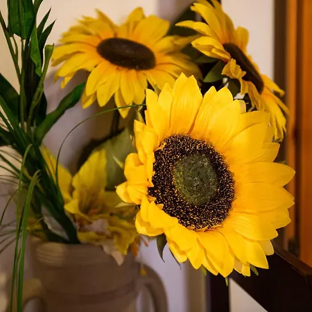 Lelu' וילסימיוס